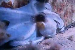 Хитрый осьминог играет в прятки: притворился якорем (видео)