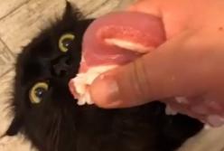Кот озверел при виде куска мяса (видео)