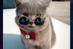 Новые смешные приколы с животными: коты и собаки, чисто как люди! (видео)