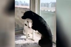 Пес трогательно обнял своего приятеля, чтобы успокоить его (видео)