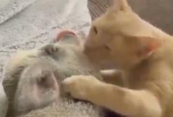 Поросенок захрюкал от счастья, когда кот нежно облизал ему морду и обнял лапой (видео)