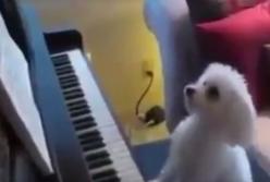 Пес, играющий на пианино, покорил Сеть (видео)