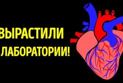 Ученые вырастили настоящее сердце в лаборатории (видео)