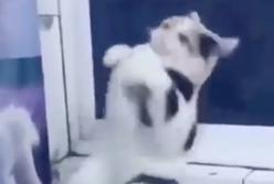 Танцующая кошка покорила сеть: точно в такт (видео)