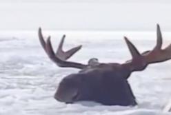 Люди спасают диких животных, попавших в беду: рискуя собственной жизнью (видео)