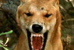 Страшное похищение: собака динго украла годовалого ребенка прямо из коляски (видео)