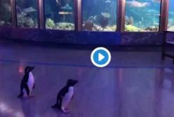 Пингвины, сбежавшие из океанариума в разгар карантина, насмешили сеть (видео)