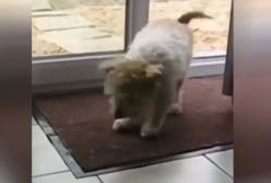 Пес-чистюля научился вытирать лапы, прежде чем зайти в дом (видео)