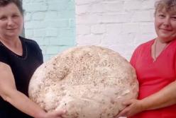 Один из самых больших грибов в мире, почти 20 кг, нашли в Киевской области (видео)