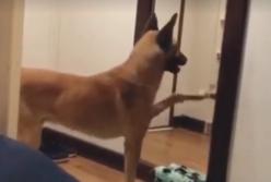 Пес наслаждается своим отражением в зеркале (видео)