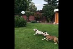Собаки играются с воздушным шариком (видео)