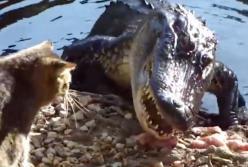 Самый бесстрашный кот не испугался смертельного хищника (видео)