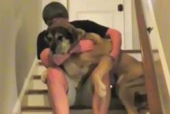 Самые трусливые собаки (видео)