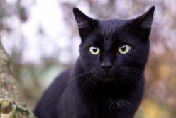 Эта кошка умирала на высоте 18 метров: ее спас электрик (видео)