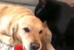 Реакция пса на умывания кота позабавила Сеть (видео)