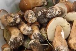 Белые грибы на своем участке: как правильно вырастить? (видео)