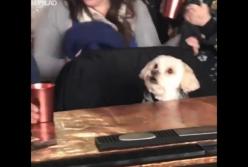 Пес внимательно смотрит телевизор в баре (видео)