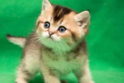 Самый жадный котенок: "Все мое!" (видео)