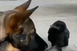 Овчарка подружилась с вороной: они всегда вместе (видео)