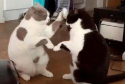 Забавные коты научились играть в "ладушки" (видео)