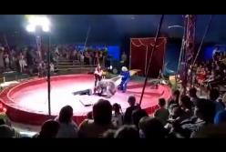 В России медведь напал на дрессировщика в цирке (видео)