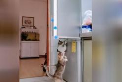 Находчивые коты мастерски открыли холодильник и украли оттуда курицу (видео)