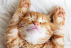 Вы спите неправильно! Секреты полезного сна (видео)