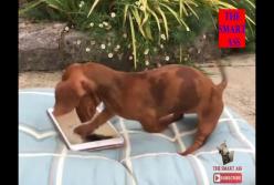 Пес играется с планшетом (смешное видео)