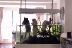 Домашние коты собрались на рыбалку (смешное видео)
