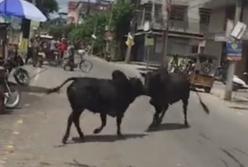 Быки, подравшиеся на улице, разбили витрину магазина (видео)