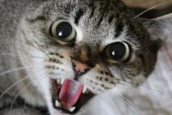 Самый отчаянный кот: его нельзя было так дразнить! (видео)