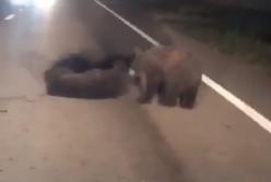 Медведица спасает детеныша на проезжей части (видео)