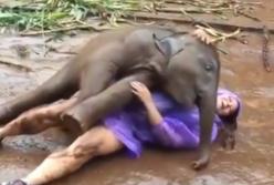 Маленькие слоники для поднятия настроения (видео)