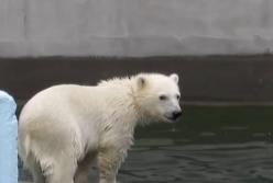 Медвежонок обманул свою маму: она прыгнула за ним в воду (видео)