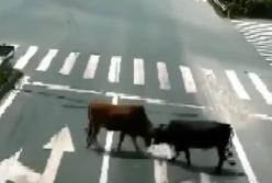 Прямо посреди улицы состоялся бой быков (видео)