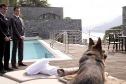 Самая богатая собака в мире (видео)