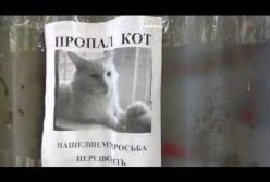 Все в восторге от оптической иллюзии с котом (видео)
