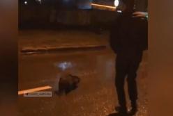 В Харькове по улице гулял дикий бобер (видео)