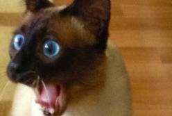 Удивительные кошки: вот это смешная ситуация! (видео)