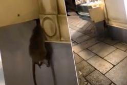 Крыса повесилась прямо в кафе в центре Киева (видео)