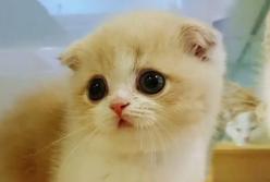 Этот ласковый котенок растопит сердце любого: пушистый как игрушка! (видео)