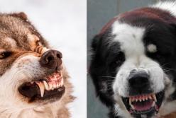 Собаки, убивающие волков: мурашки по коже (видео)