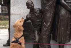 Забавный пес перепутал статую с человеком (видео)