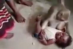 Жуткие кадры: обезьяна похитила младенца и не подпускала к заложнику людей (видео)