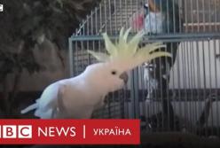 Танцующий попугай насмешил Сеть и удивил ученых (видео)