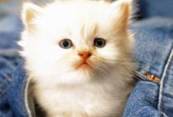 Вечные котята: самые крохотные кошки в мире (видео)