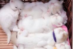 Непоседливый котенок кусает спящих собратьев: ему скучно (видео)