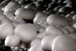 Как выращивают шампиньоны в Голландии? (видео)