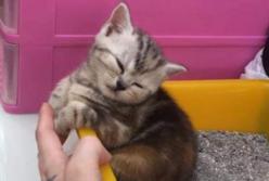 Сеть рассмешил котенок, которого сон сморил прямо в лотке (видео)