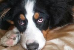 "Кто это сделал?" Реакция собаки, которая знает, что она очень виновата (видео)